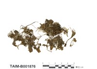 藏品(薄齒苔科)的圖片